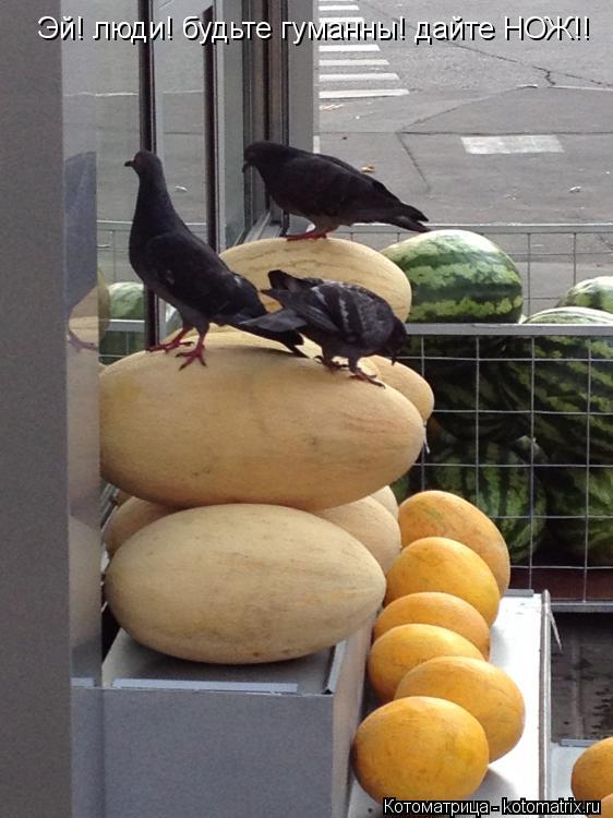 Эй! люди! будьте гуманны! дайте НОЖ!!... Котоматрица: Эй! люди! будьте гуманны! дайте НОЖ!!