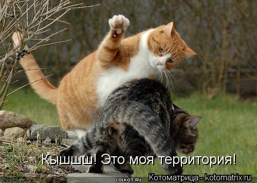 Котоматрица: Кышшш! Это моя территория!