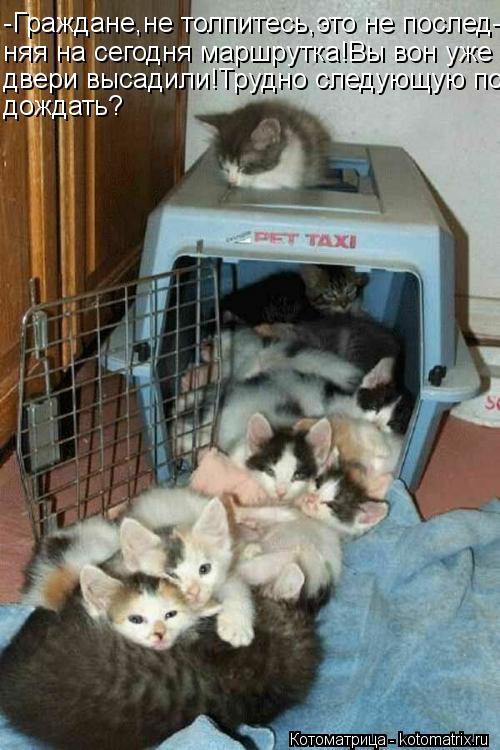 Котоматрица: -Граждане,не толпитесь,это не послед- няя на сегодня маршрутка!Вы вон уже двери высадили!Трудно следующую по дождать?