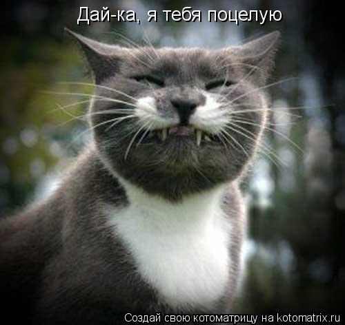 Котоматрица: Дай-ка, я тебя поцелую