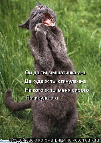 Котоматрица: Ой да ты мышатинка-а-а Да куда ж ты сгинула-а-а На кого ж ты меня сирого Покинула-а-а