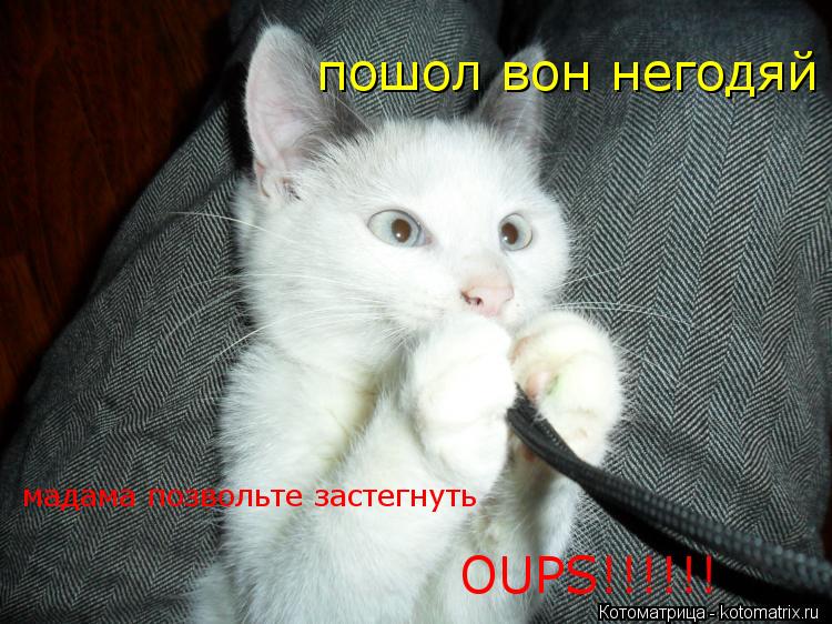 Котоматрица: OUPS!!!!!! пошол вон негодяй мадама позвольте застегнуть