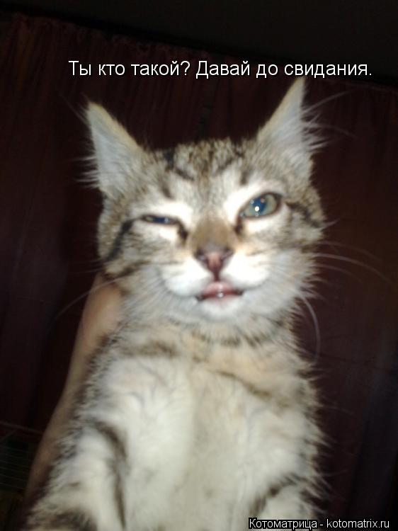 Котоматрица: Ты кто такой? Давай до свидания.