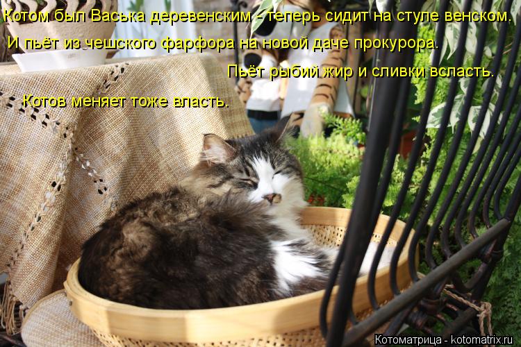 Котоматрица: Котом был Васька деревенским - теперь сидит на стуле венском. И пьёт из чешского фарфора на новой даче прокурора. Пьёт рыбий жир и сливки всл
