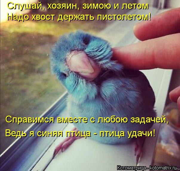 Котоматрица: Слушай, хозяин, зимою и летом Надо хвост держать пистолетом! Справимся вместе с любою задачей, Ведь я синяя птица - птица удачи!