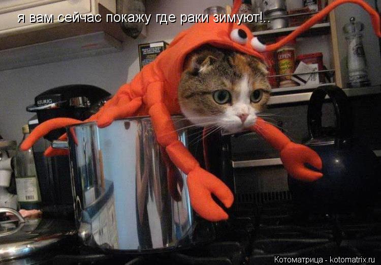 Котоматрица: я вам сейчас покажу где раки зимуют!..