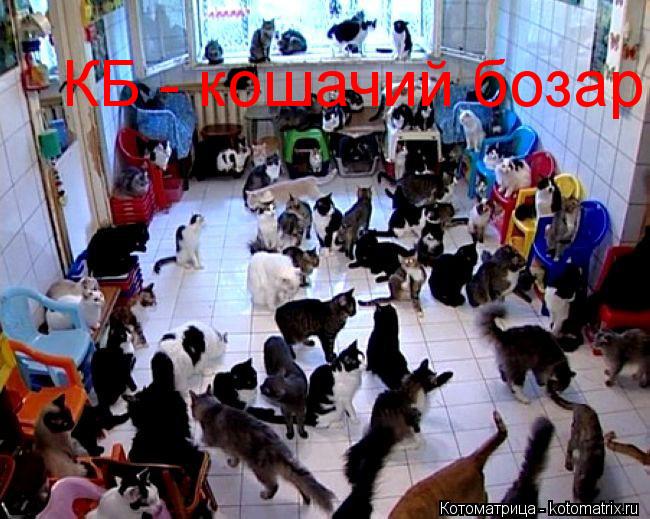 Котоматрица: КБ - кошачий бозар