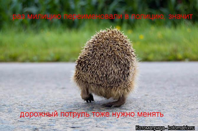 Котоматрица: раз милицию переименовали в полицию, значит  раз милицию переименовали в полицию, значит  дорожный потруль тоже нужно менять
