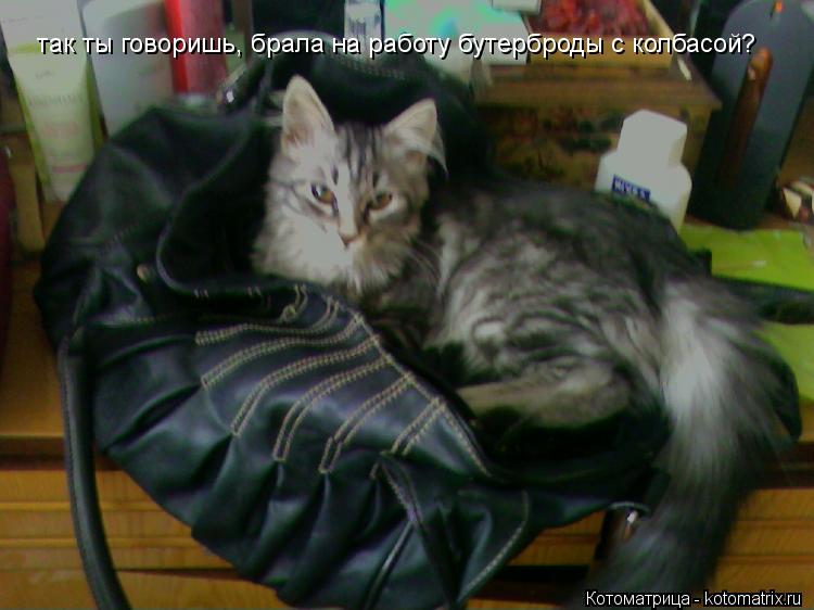 Котоматрица: так ты говоришь, брала на работу бутерброды с колбасой?
