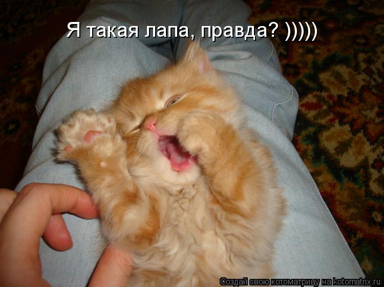 Котоматрица: Я такая лапа, правда? )))))