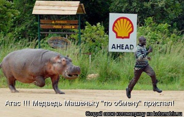 Котоматрица: Атас !!! Медведь Машеньку "по обмену" прислал!