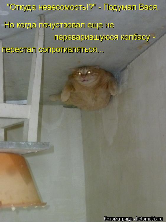 Котоматрица: "Откуда невесомость!?" - Подумал Вася. Но когда почуствовал еще не  переварившуюся колбасу - перестал сопротивляться...