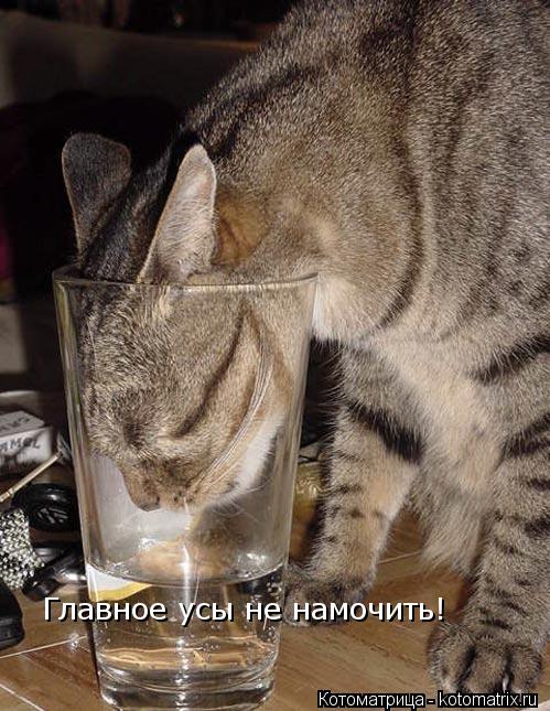 Котоматрица: Главное усы не намочить!