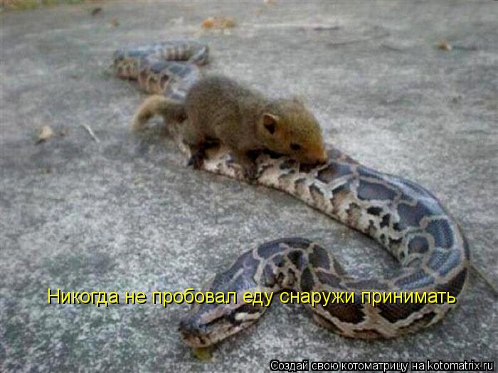 Котоматрица: Никогда не пробовал еду снаружи принимать