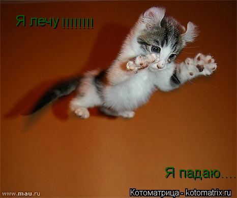 Котоматрица: Я лечу Я падаю !!!!!!!! ....