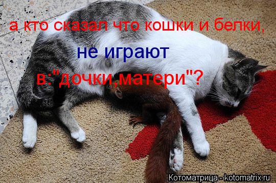 а кто сказал что кошки и белки, не играют в:"дочки,матери"?... Котоматрица: а кто сказал что кошки и белки, не играют в:"дочки,матери"?