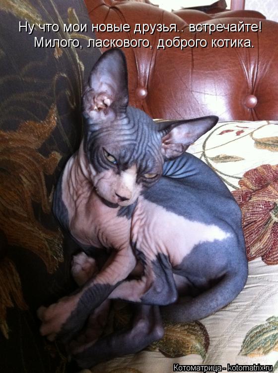 Котоматрица: Ну что мои новые друзья.. встречайте!  Милого, ласкового, доброго котика.