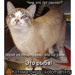 Котоматрица: Чем это тут пахнет?  Меня не проведешь- это не раки.   Это рыба!