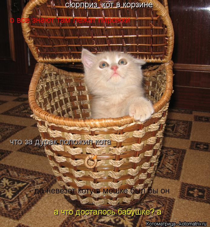 Котоматрица: сюрприз  кот в корзине а что досталось бабушке? а о все знают там лежат пирожки да невезет коту в мешке был бы он что за дурак положил кота
