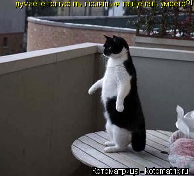 Котоматрица: думаете только вы людишьки танцевать умеете?!