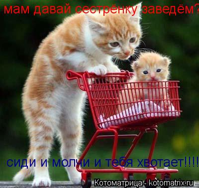 Котоматрица: мам давай сестрёнку заведём? сиди и молчи и тебя хвотает!!!!!!!!!!!