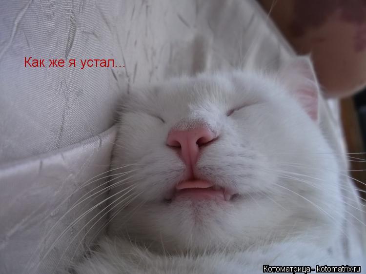 Котоматрица: Как же я устал...