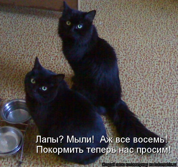 Котоматрица: Лапы? Мыли!  Аж все восемь! Покормить теперь нас просим!
