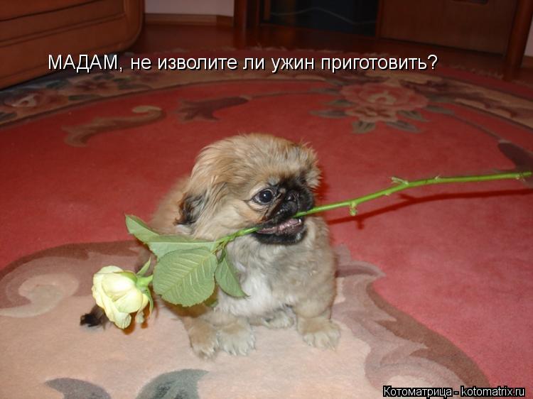МАДАМ, не изволите ли ужин приготовить?... Котоматрица: МАДАМ, не изволите ли ужин приготовить?