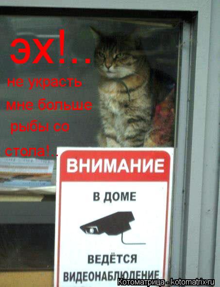 Котоматрица: эх!.. не украсть мне больше рыбы со стола!..