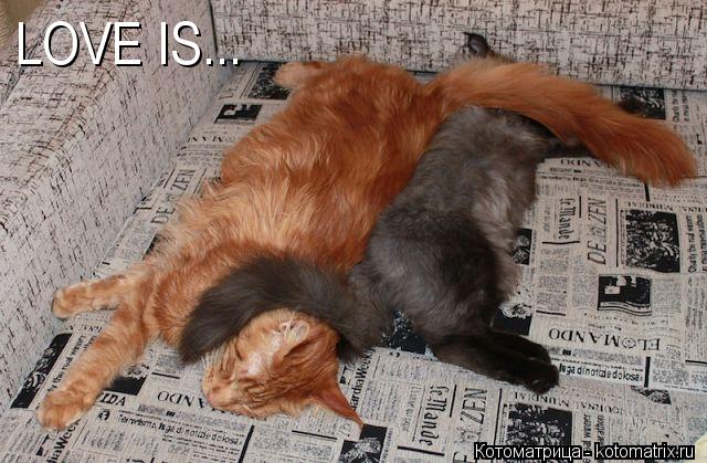 Котоматрица: LOVE IS...