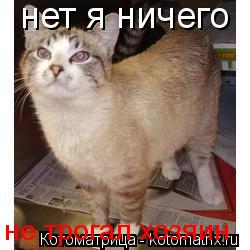 Котоматрица: нет я ничего не трогал хозяин