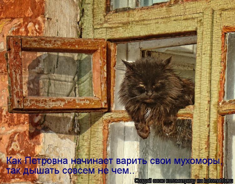 Котоматрица: Как Петровна начинает варить свои мухоморы, так дышать совсем не чем..