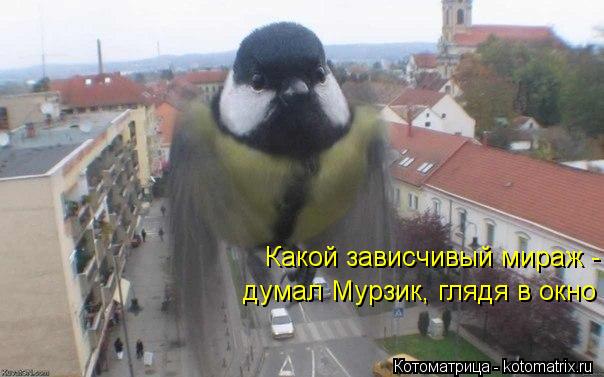 Котоматрица: Какой зависчивый мираж - думал Мурзик, глядя в окно