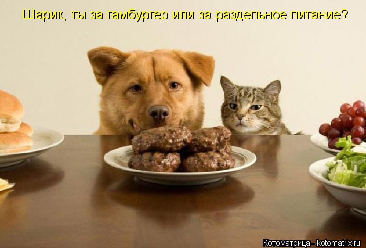 Котоматрица: Шарик, ты за гамбургер или за раздельное питание?