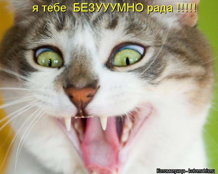 Котоматрица: я тебе  БЕЗУУУМНО рада !!!!!