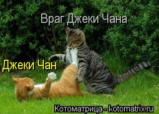 Котоматрица: Джеки Чан Враг Джеки Чана