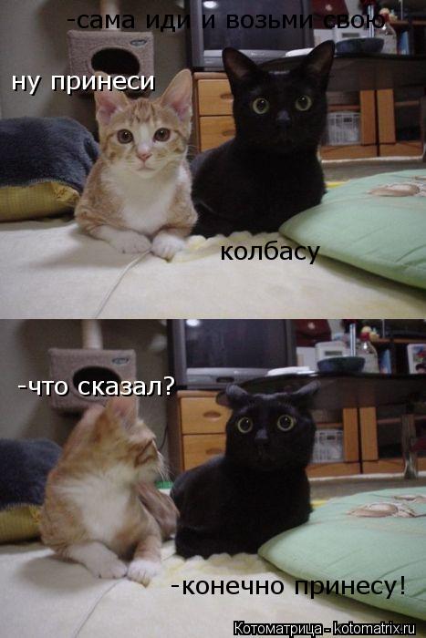 Котоматрица: ну принеси -сама иди и возьми свою колбасу -что сказал? -конечно принесу!