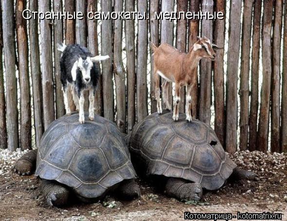 Странные самокаты. медленные... Котоматрица: Странные самокаты. медленные