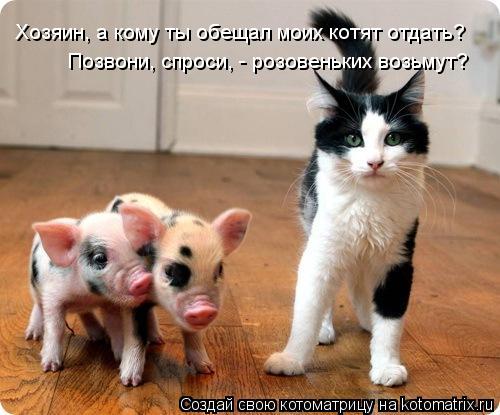 Котоматрица: Хозяин, а кому ты обещал моих котят отдать? Позвони, спроси, - розовеньких возьмут?