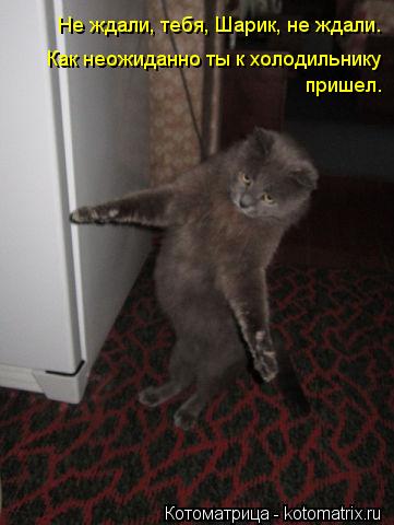 Котоматрица: Не ждали, тебя, Шарик, не ждали. Как неожиданно ты к холодильнику  пришел.