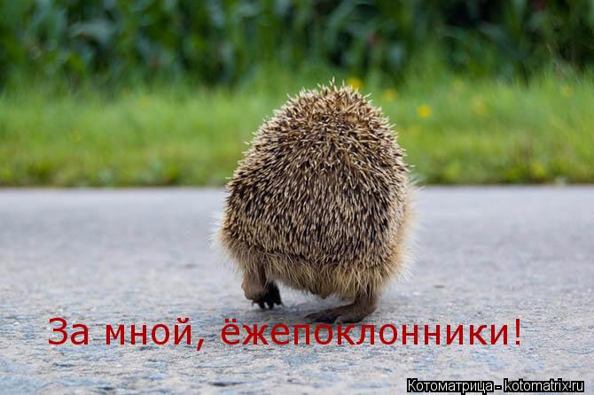 Котоматрица: За мной, ёжепоклонники!