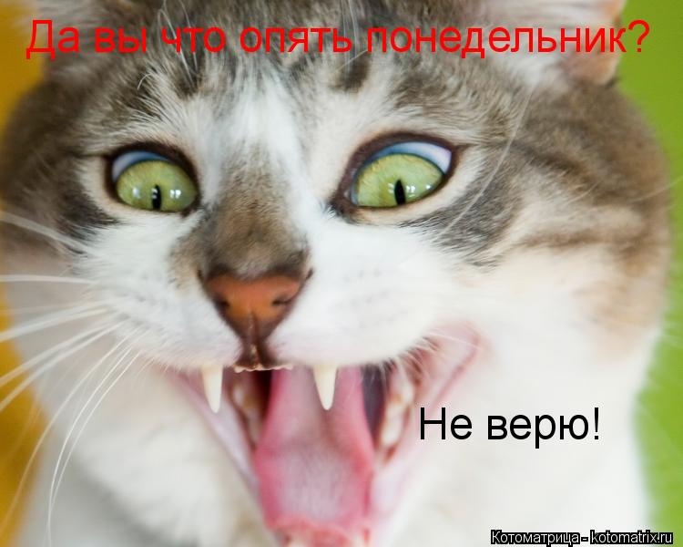 Котоматрица: Да вы что опять понедельник? Не верю!