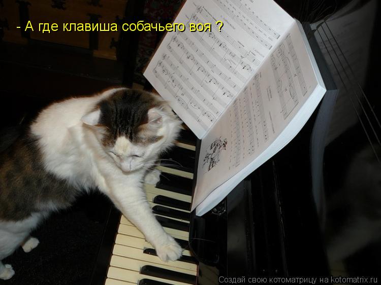 Котоматрица: - А где клавиша собачьего воя ?