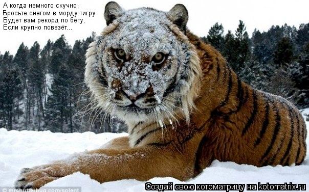 Котоматрица: А когда немного скучно, Бросьте снегом в морду тигру. Будет вам рекорд по бегу, Если крупно повезёт...