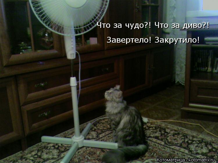Котоматрица: Что за чудо?! Что за диво?! Что за чудо?! Что за диво?! Завертело! Закрутило!