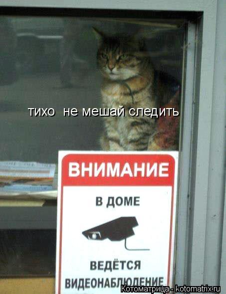Котоматрица: тихо  не мешай следить