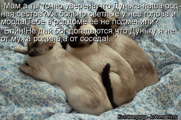 Котоматрица: -Мам,а ты точно уверена,что Дунька-наша род- ная сестра?Уж больно светлые у неё голова и морда!Тебе в роддоме её не подменили? "Блин!Не дай бог 