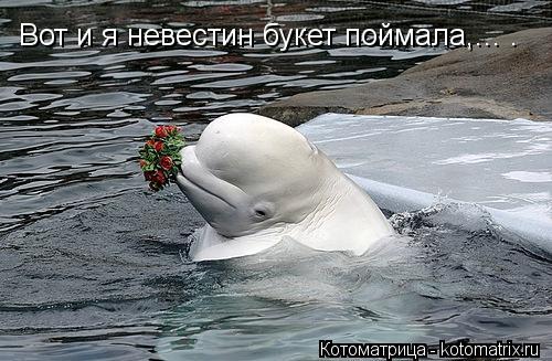 Котоматрица: Вот и я невестин букет поймала,... .