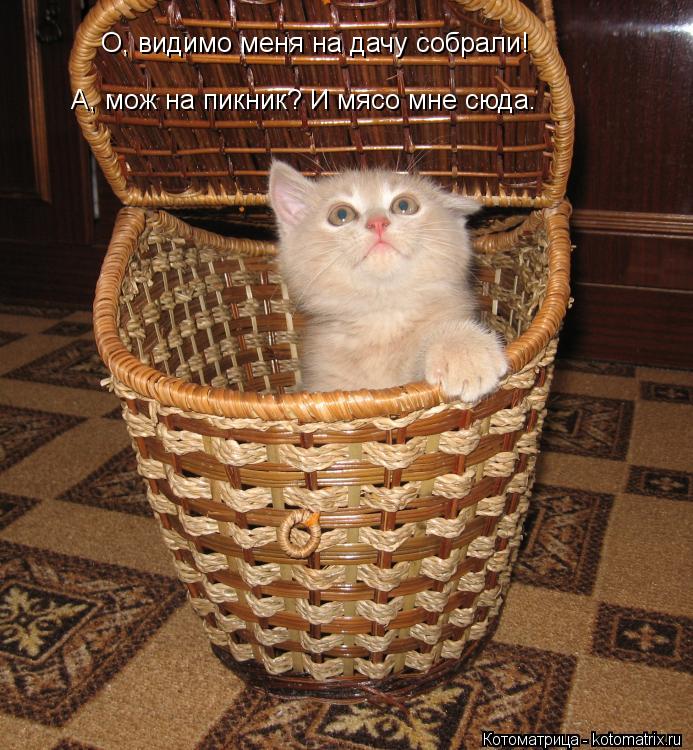 Котоматрица: О, видимо меня на дачу собрали! А, мож на пикник? И мясо мне сюда.