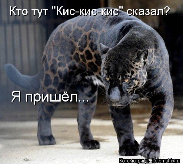 Котоматрица: Кто тут "Кис-кис-кис" сказал? Я пришёл...